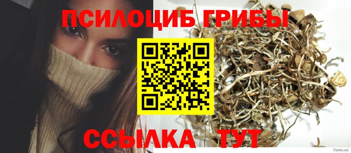 Псилоцибиновые грибы Psilocybe Первоуральск